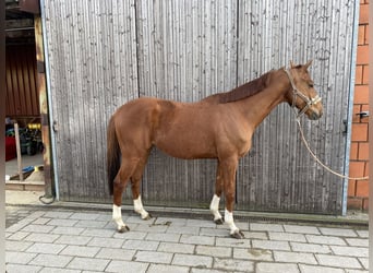 Deutsches Reitpferd, Wallach, 8 Jahre, 163 cm, Fuchs