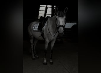Deutsches Reitpferd, Wallach, 8 Jahre, 164 cm, Apfelschimmel