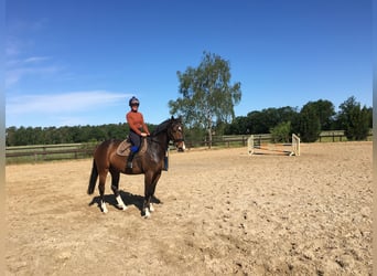 Deutsches Reitpferd, Wallach, 8 Jahre, 164 cm, Dunkelbrauner