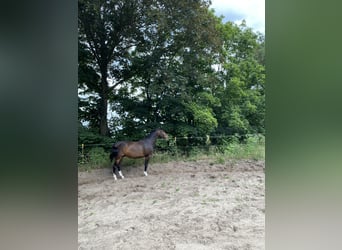 Deutsches Reitpferd, Wallach, 8 Jahre, 164 cm, Dunkelbrauner