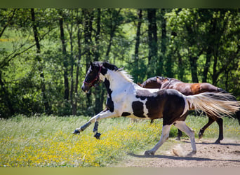 Deutsches Reitpferd, Wallach, 8 Jahre, 164 cm, Schecke