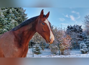 Deutsches Reitpferd, Wallach, 8 Jahre, 165 cm, Brauner