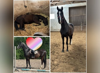 Deutsches Reitpferd, Wallach, 8 Jahre, 165 cm, Rappe