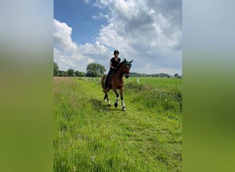 Deutsches Reitpferd, Wallach, 8 Jahre, 168 cm, Brauner