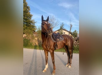 Deutsches Reitpferd, Wallach, 8 Jahre, 168 cm, Dunkelfuchs