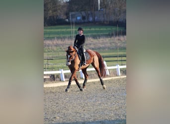 Deutsches Reitpferd, Wallach, 8 Jahre, 170 cm, Fuchs