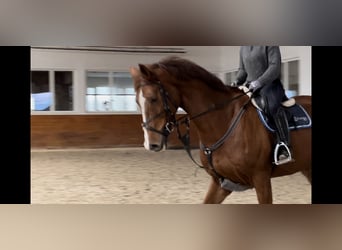 Deutsches Reitpferd, Wallach, 8 Jahre, 170 cm, Fuchs
