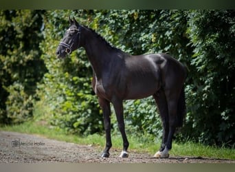 Deutsches Reitpferd, Wallach, 8 Jahre, 170 cm, Rappe