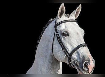 Deutsches Reitpferd, Wallach, 8 Jahre, 171 cm, Apfelschimmel