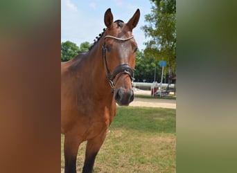 Deutsches Reitpferd, Wallach, 8 Jahre, 172 cm, Brauner