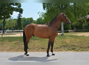 Deutsches Reitpferd, Wallach, 8 Jahre, 172 cm, Brauner