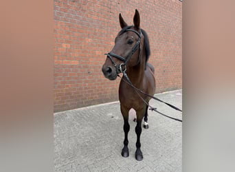 Deutsches Reitpferd, Wallach, 8 Jahre, 172 cm, Brauner