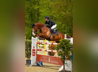 Deutsches Reitpferd, Wallach, 8 Jahre, 172 cm, Fuchs