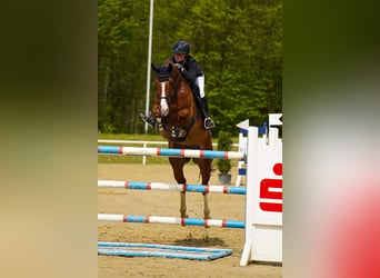 Deutsches Reitpferd, Wallach, 8 Jahre, 172 cm, Fuchs