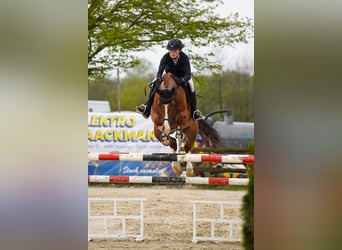 Deutsches Reitpferd, Wallach, 8 Jahre, 172 cm, Fuchs