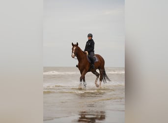 Deutsches Reitpferd, Wallach, 8 Jahre, 172 cm, Fuchs