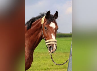 Deutsches Reitpferd, Wallach, 8 Jahre, 173 cm, Brauner