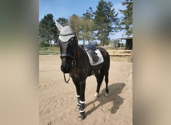 Deutsches Reitpferd, Wallach, 8 Jahre, 176 cm, Rappe