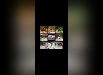 Deutsches Reitpferd, Wallach, 8 Jahre