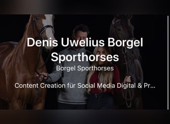 Deutsches Reitpferd, Wallach, 8 Jahre