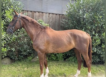 Deutsches Reitpferd, Wallach, 9 Jahre, 166 cm, Dunkelfuchs