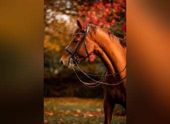 Deutsches Reitpferd, Wallach, 9 Jahre, 168 cm, Fuchs