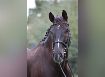 Deutsches Reitpferd, Wallach, 9 Jahre, 169 cm, Dunkelbrauner