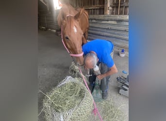 Deutsches Reitpferd Mix, Wallach, 9 Jahre, 169 cm, Fuchs