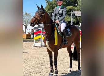 Deutsches Reitpferd, Wallach, 9 Jahre, 172 cm, Brauner