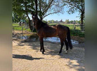 Deutsches Reitpferd, Wallach, 9 Jahre, 172 cm, Dunkelbrauner