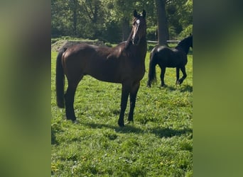 Deutsches Reitpferd, Wallach, 9 Jahre, 172 cm, Dunkelbrauner