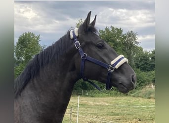 Deutsches Reitpferd, Wallach, 9 Jahre, 173 cm, Rappe