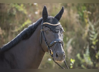 Deutsches Reitpferd, Wallach, 9 Jahre, 173 cm, Rappe