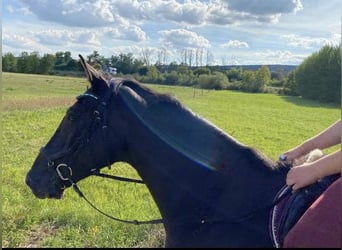 Deutsches Reitpferd, Wallach, 9 Jahre, 173 cm, Rappe