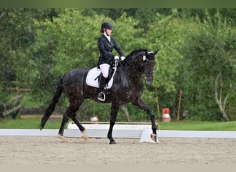 Deutsches Reitpferd, Wallach, 9 Jahre, 173 cm, Rappe