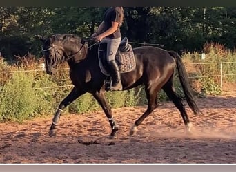 Deutsches Reitpferd, Wallach, 9 Jahre, 173 cm, Rappe
