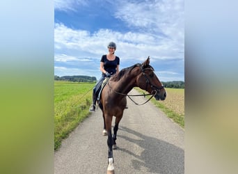 Deutsches Reitpferd, Wallach, 9 Jahre, Brauner