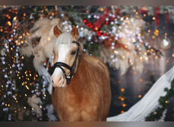 Deutsches Reitpony, , 8 Jahre, 137 cm, Palomino