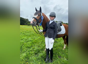 Deutsches Reitpony, Hengst, 10 Jahre, 147 cm, Fuchs