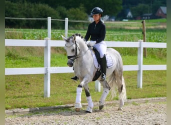 Deutsches Reitpony, Hengst, 10 Jahre, 147 cm, Schimmel