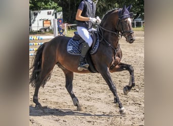 Deutsches Reitpony, Hengst, 10 Jahre, 148 cm, Dunkelbrauner