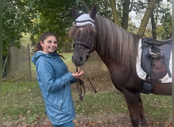 Deutsches Reitpony Mix, Hengst, 10 Jahre, Dunkelfuchs