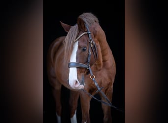 Deutsches Reitpony, Hengst, 11 Jahre, 148 cm, Dunkelfuchs