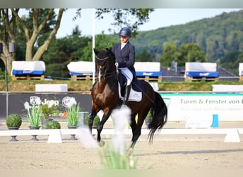 Deutsches Reitpony, Hengst, 12 Jahre, 147 cm, Dunkelbrauner