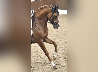 Deutsches Reitpony, Hengst, 13 Jahre, 146 cm, Fuchs