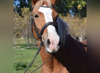 Deutsches Reitpony, Hengst, 13 Jahre, 146 cm, Fuchs