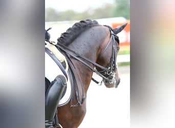 Deutsches Reitpony, Hengst, 13 Jahre, 147 cm, Dunkelbrauner