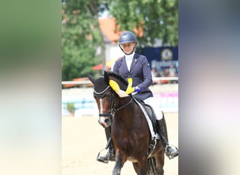 Deutsches Reitpony, Hengst, 13 Jahre, 147 cm, Dunkelbrauner