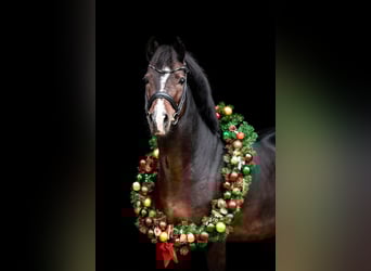 Deutsches Reitpony, Hengst, 13 Jahre, 147 cm, Dunkelbrauner