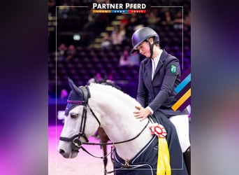 Deutsches Reitpony, Hengst, 13 Jahre, 148 cm, Schimmel